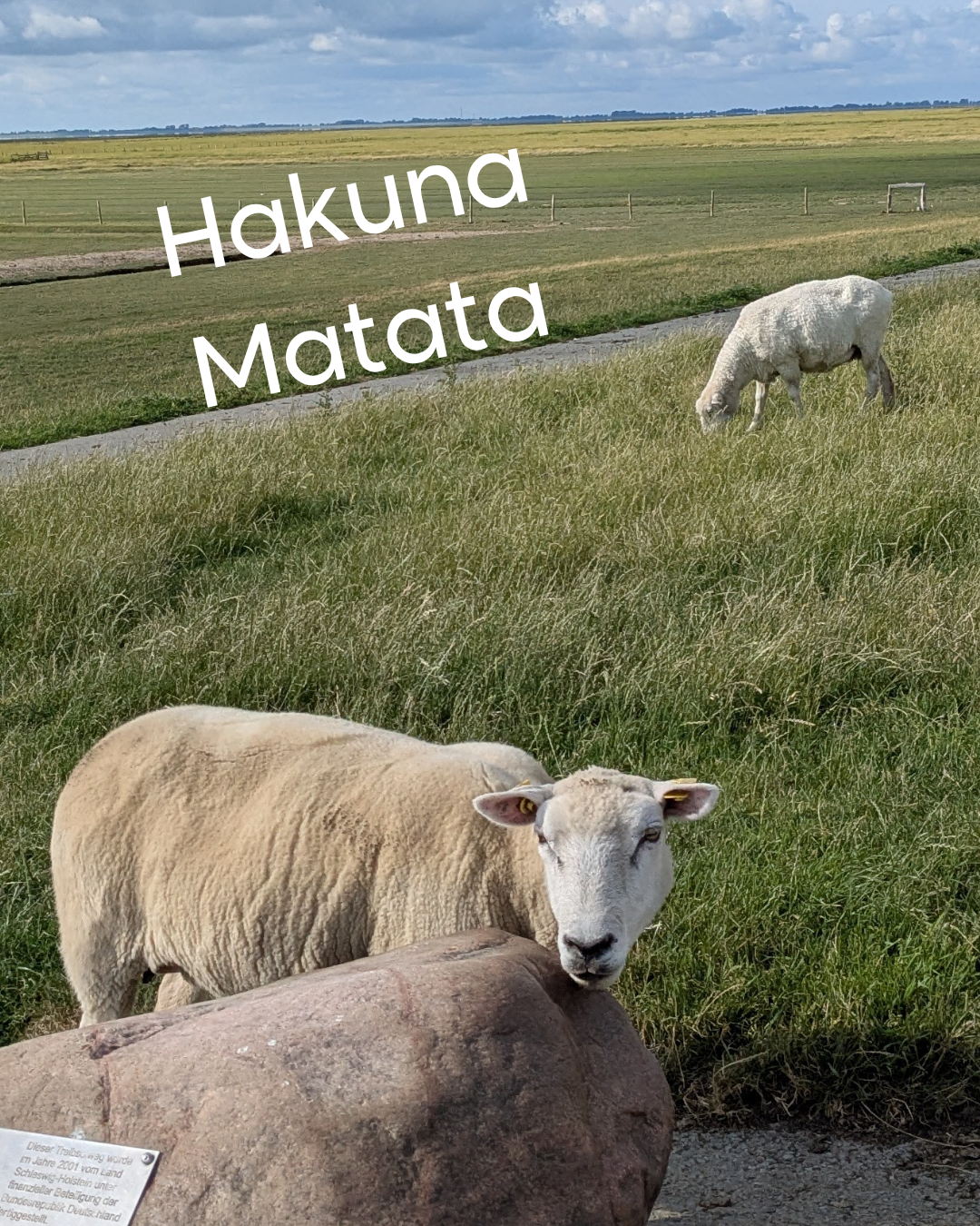 Mehr über den Artikel erfahren Hakuna Matata